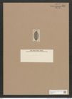 Navicula hospes A.Schm. (de-Toni-Nr.: Genus 1, Species 321) Zeichnungen Sammlung Grunow Nr. 727 (NHMW-BOT-W0367111)